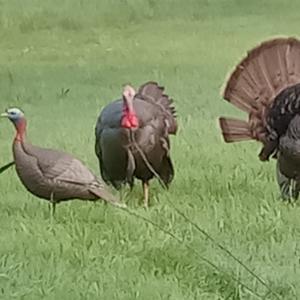 Gobblers.jpg