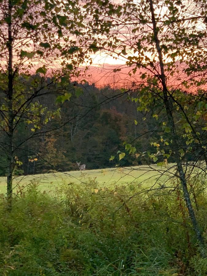 A nice Buck in the distance.jpg