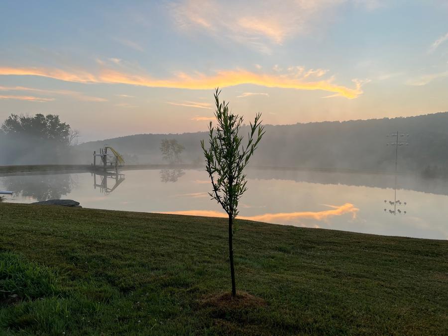 Grant's Willow.jpg