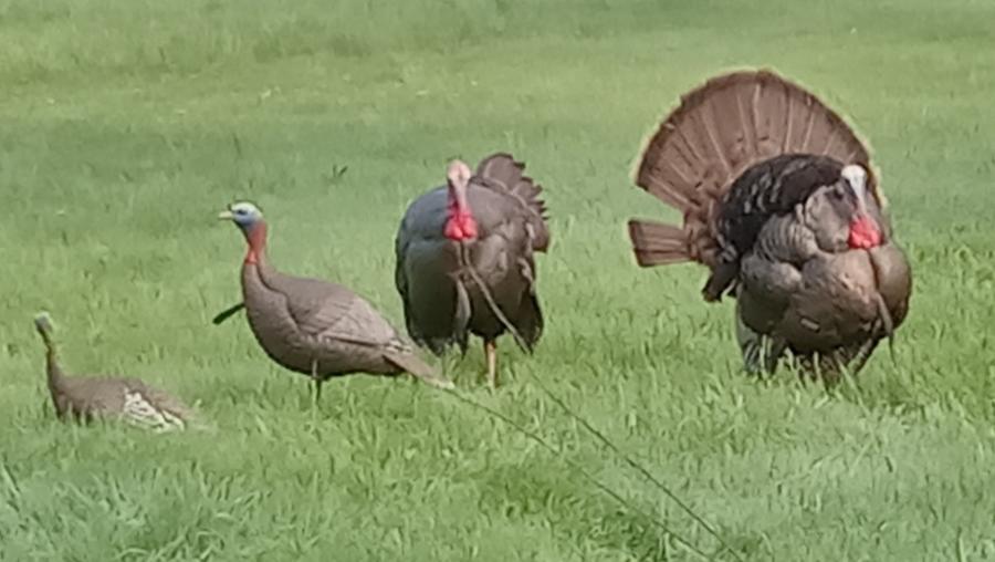 Gobblers.jpg